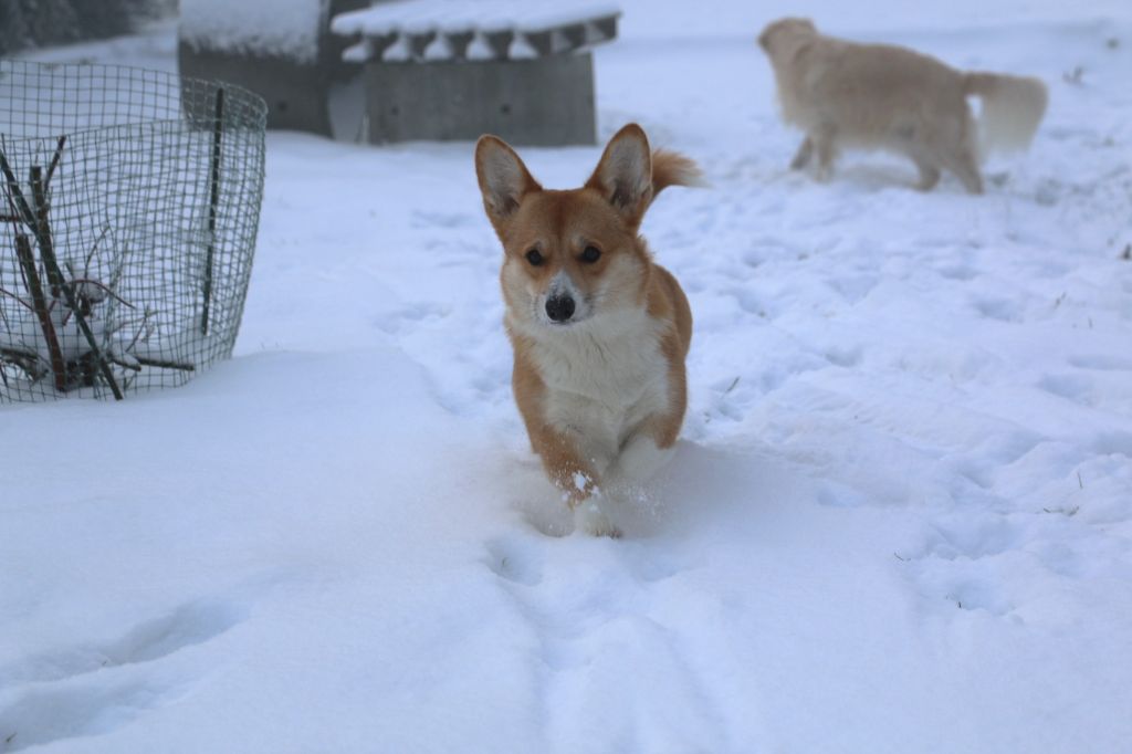 Dans la neige