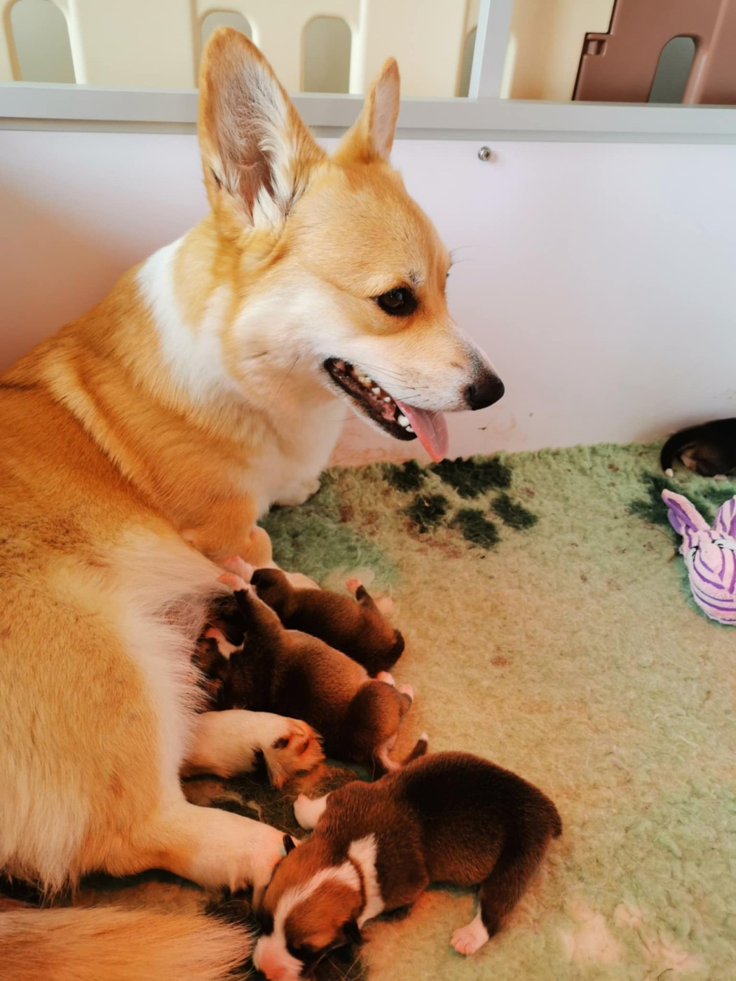 Des Plaines D'Arkama - Welsh Corgi Pembroke - Portée née le 12/06/2025