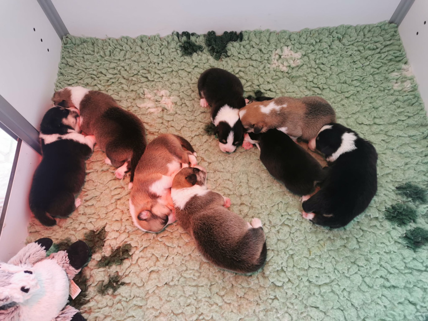 Chiot Welsh Corgi Pembroke Des Plaines D'Arkama