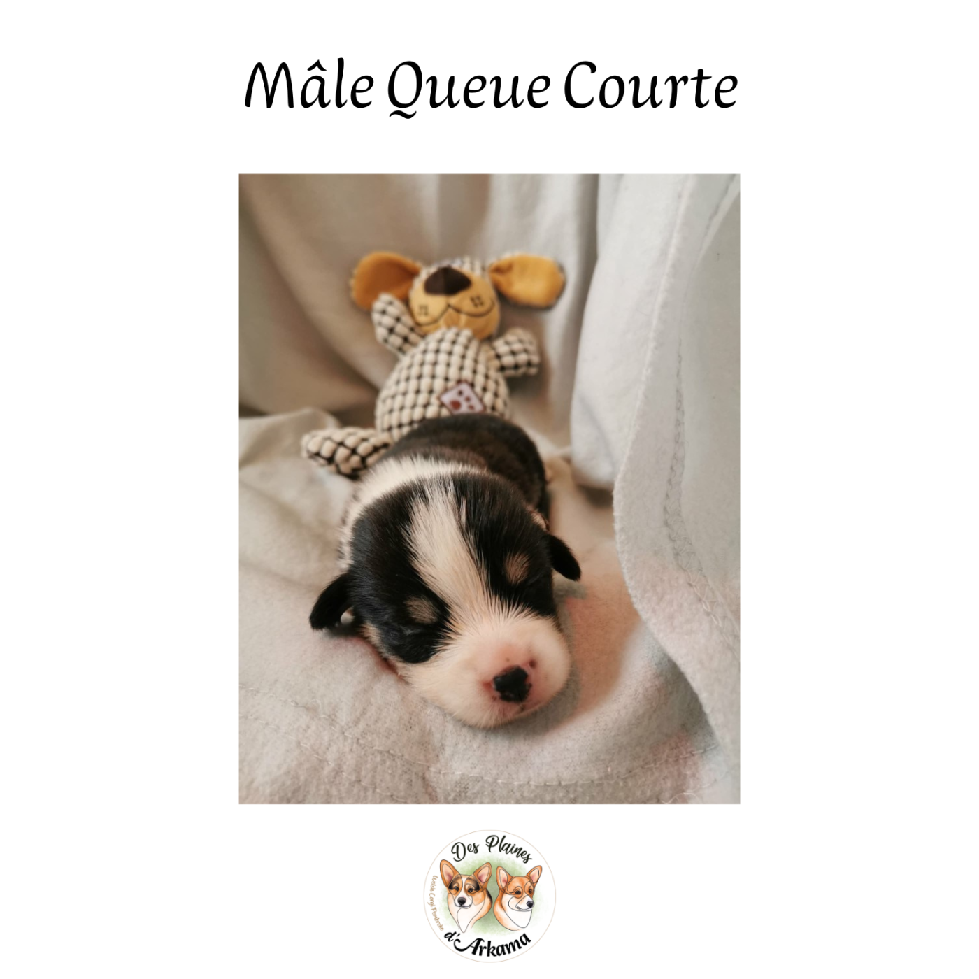 Des Plaines D'Arkama - Chiots disponibles - Welsh Corgi Pembroke