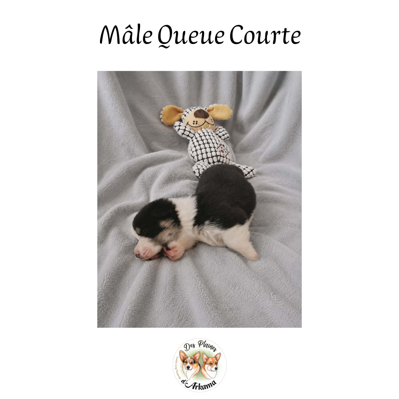 Des Plaines D'Arkama - Chiots disponibles - Welsh Corgi Pembroke