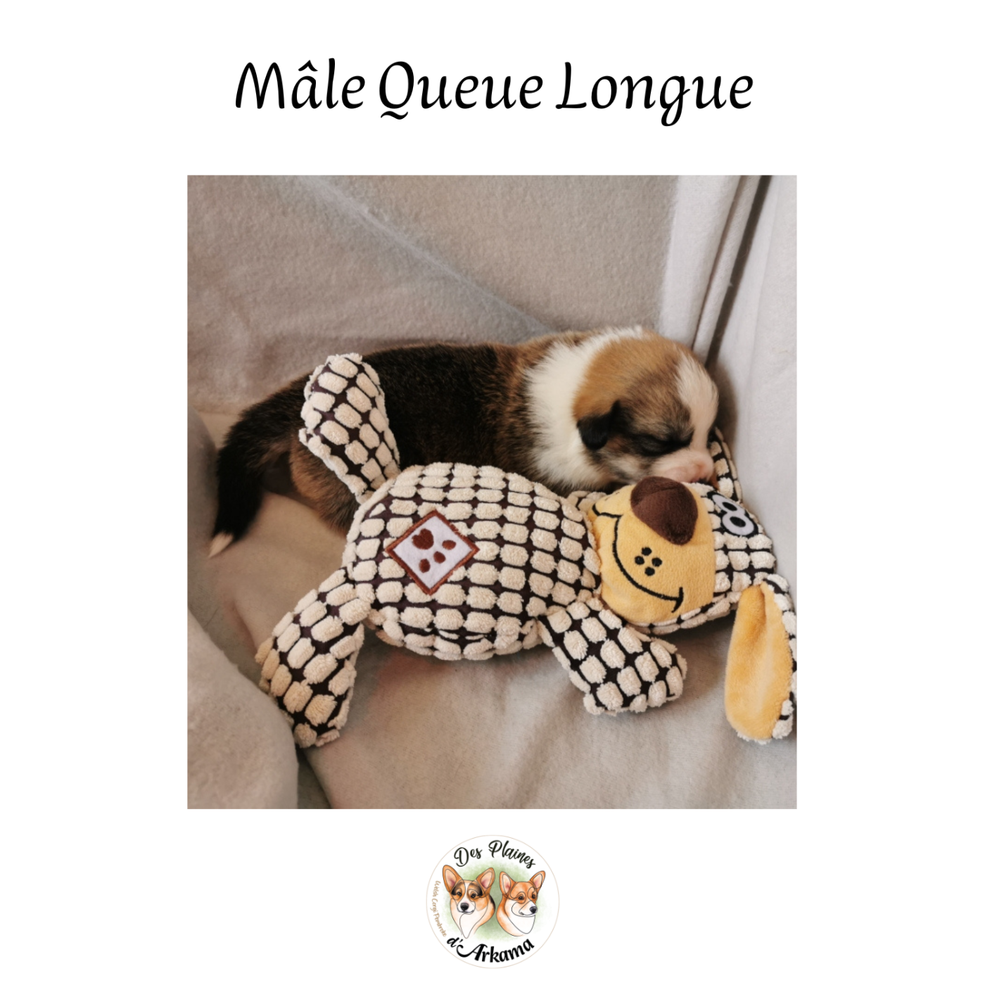 Des Plaines D'Arkama - Chiots disponibles - Welsh Corgi Pembroke