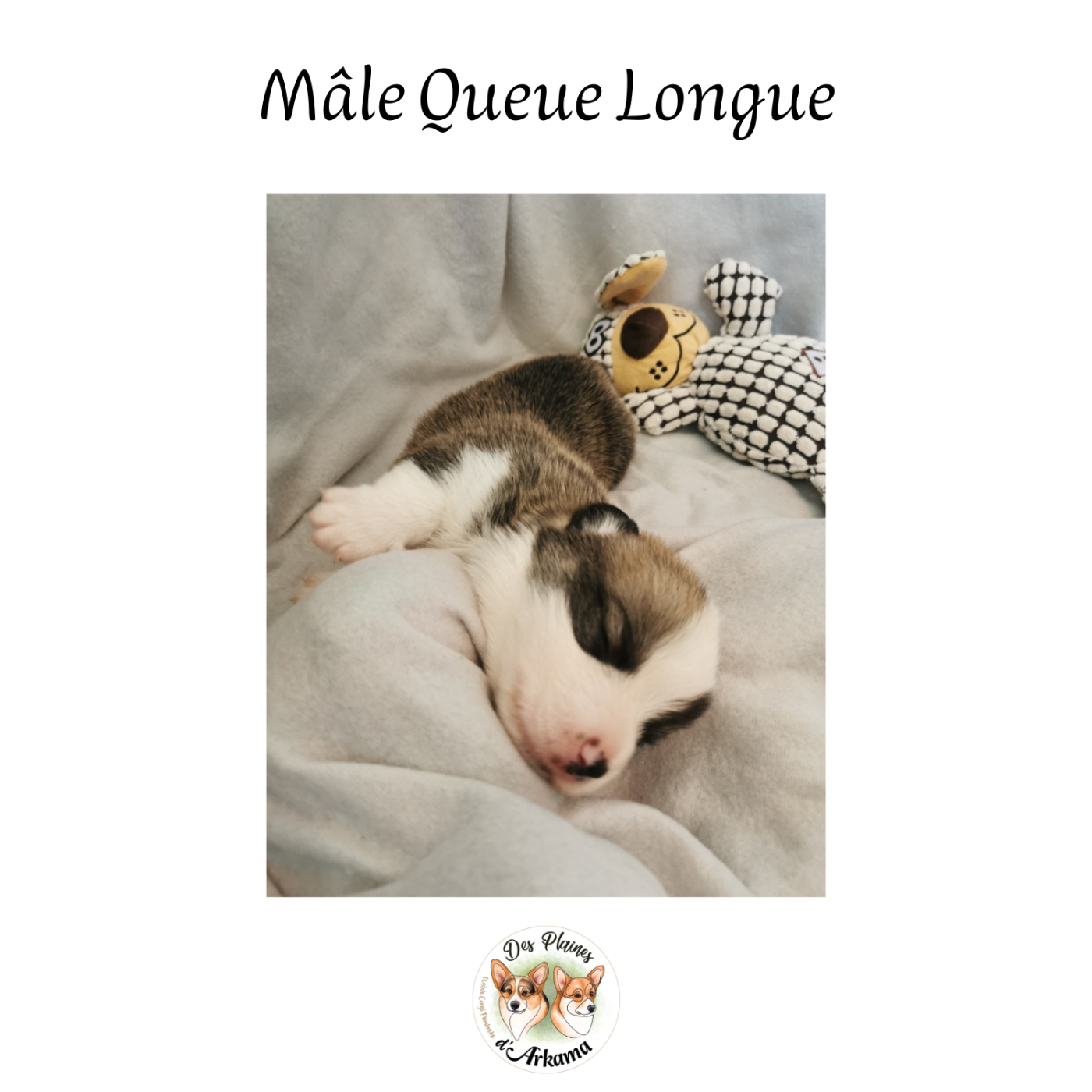 Des Plaines D'Arkama - Chiots disponibles - Welsh Corgi Pembroke