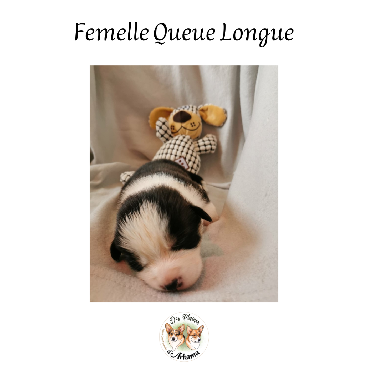 Des Plaines D'Arkama - Chiots disponibles - Welsh Corgi Pembroke