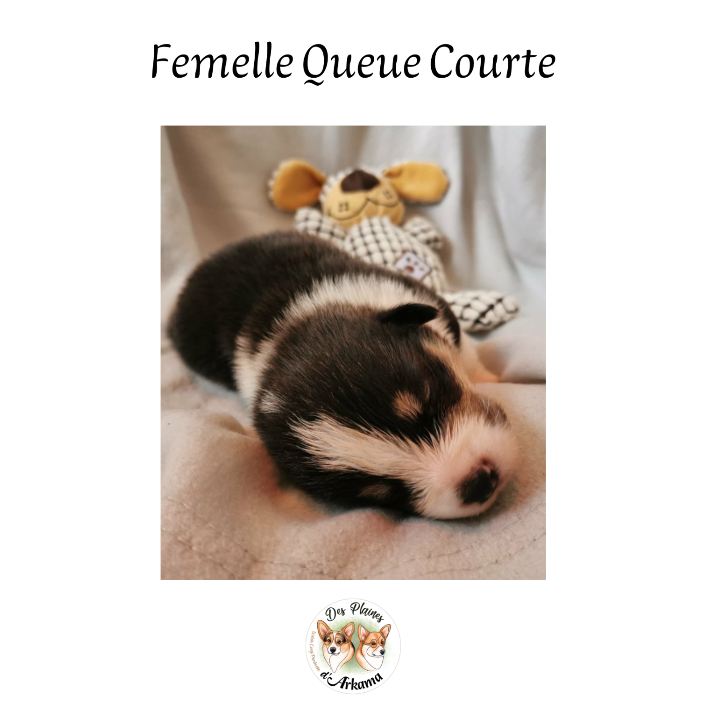 Des Plaines D'Arkama - Chiots disponibles - Welsh Corgi Pembroke
