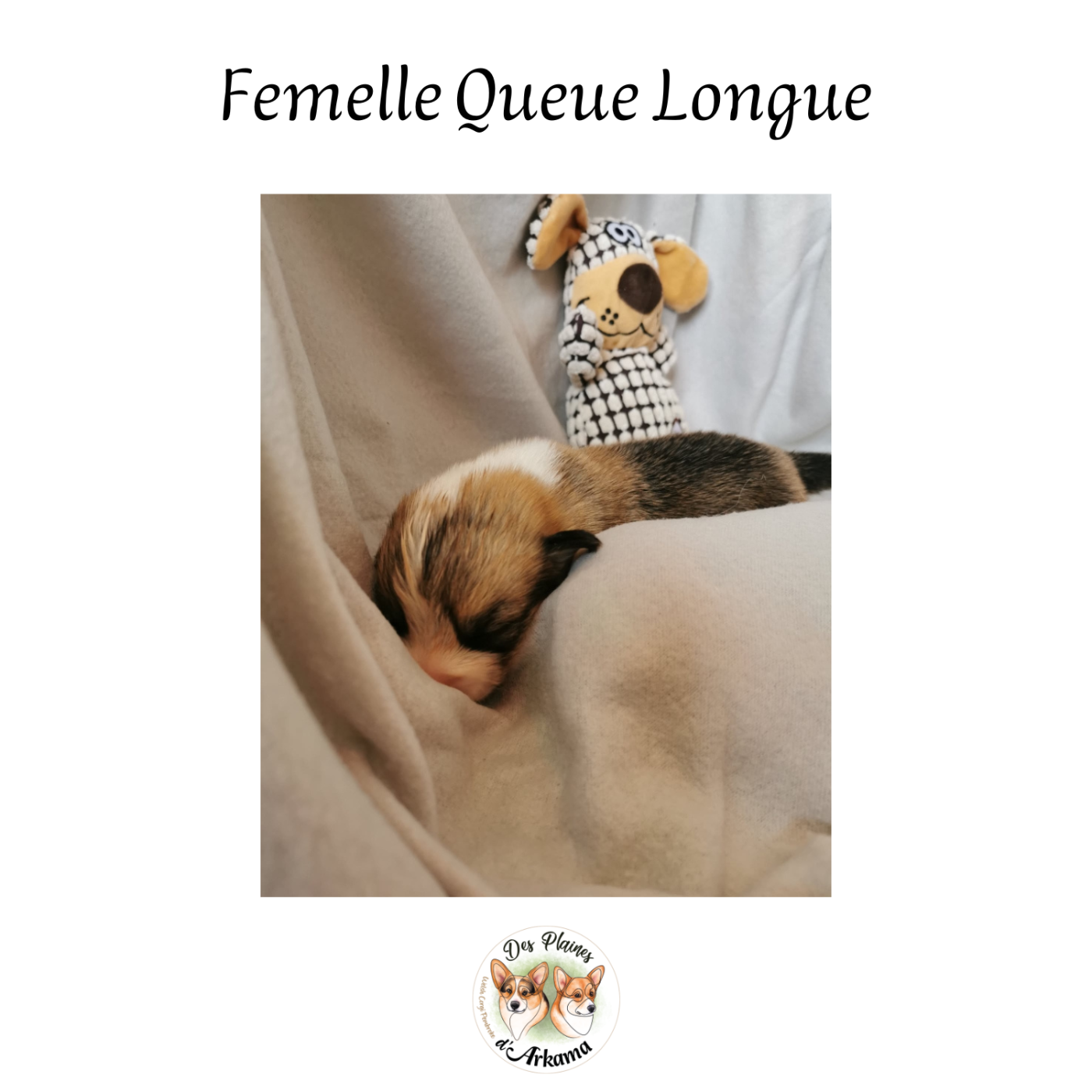 Des Plaines D'Arkama - Chiots disponibles - Welsh Corgi Pembroke