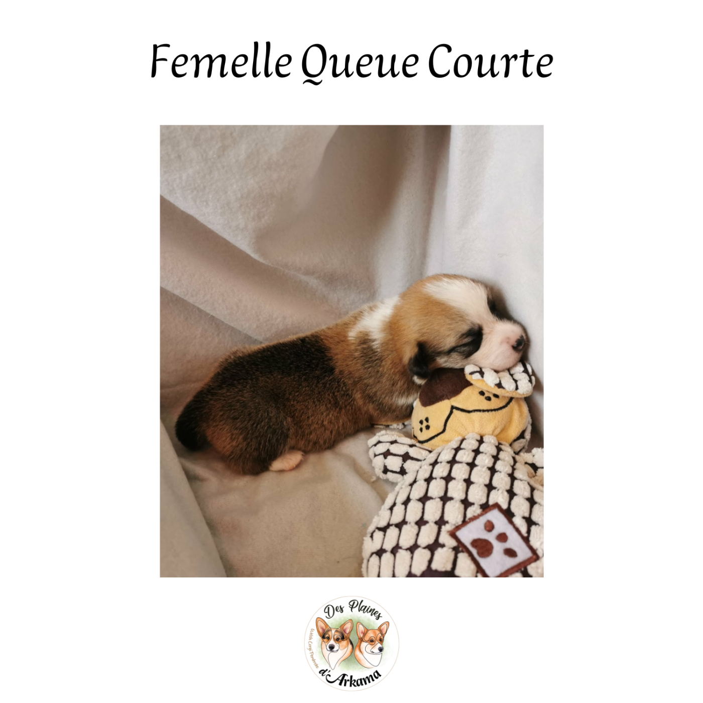 Des Plaines D'Arkama - Chiots disponibles - Welsh Corgi Pembroke
