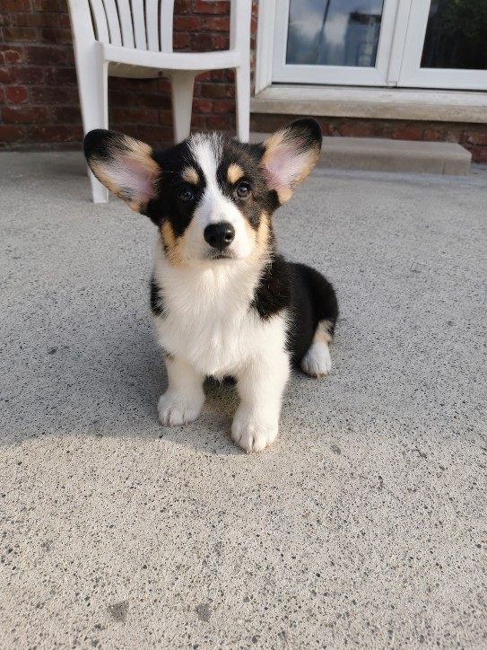 Des Plaines D'Arkama - Chiots disponibles - Welsh Corgi Pembroke